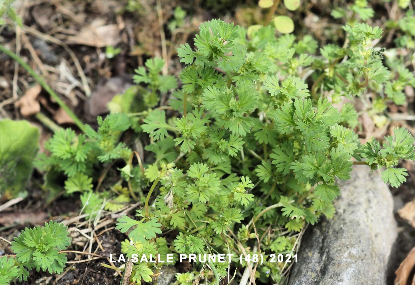 Parsley Piert plant